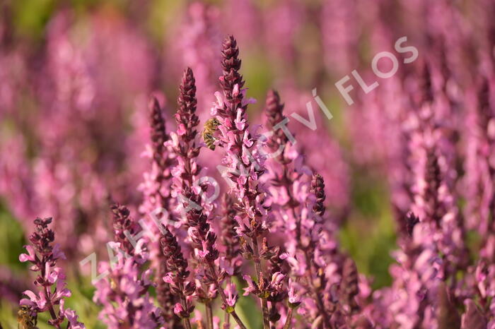 Šalvěj hajní 'Midnight Rose' - Salvia nemorosa 'Midnight Rose'