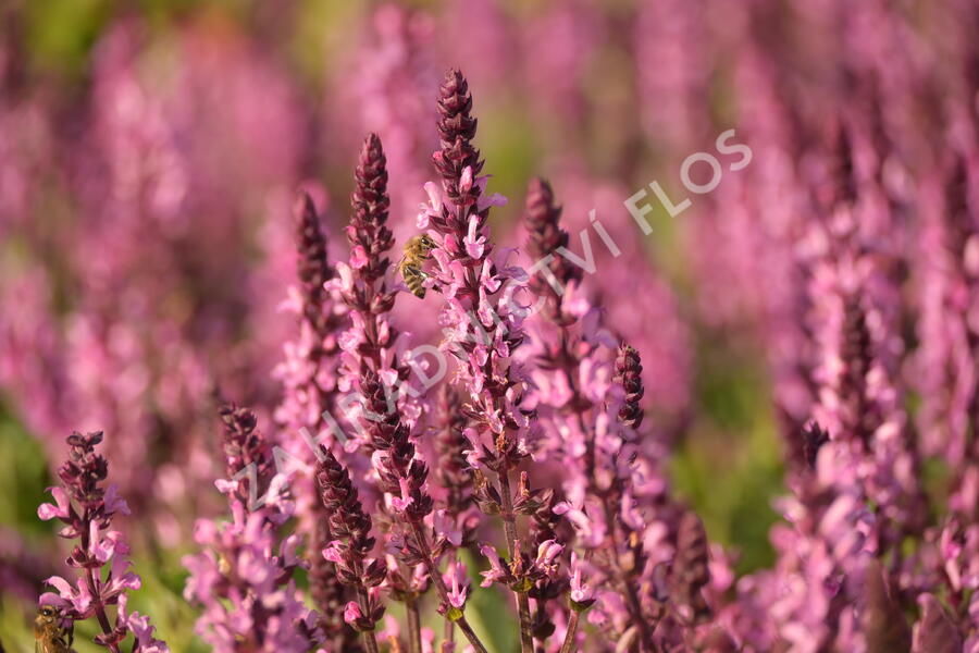 Šalvěj hajní 'Midnight Rose' - Salvia nemorosa 'Midnight Rose'