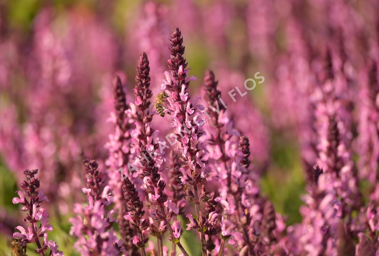 Šalvěj hajní 'Midnight Rose' - Salvia nemorosa 'Midnight Rose'