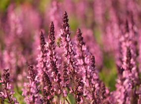 Šalvěj hajní 'Midnight Rose' - Salvia nemorosa 'Midnight Rose'