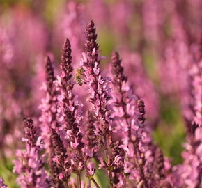 Šalvěj hajní 'Midnight Rose' - Salvia nemorosa 'Midnight Rose'