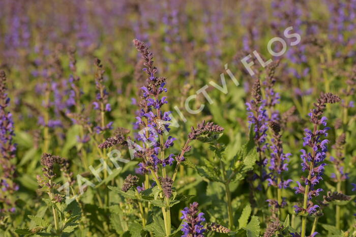 Šalvěj hajní 'Spring King Mini' - Salvia nemorosa 'Spring King Mini'