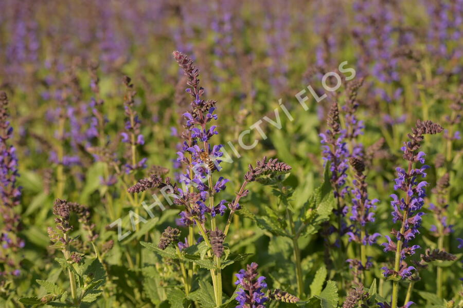 Šalvěj hajní 'Spring King Mini' - Salvia nemorosa 'Spring King Mini'