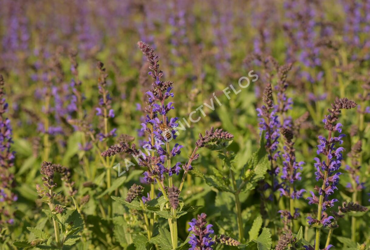 Šalvěj hajní 'Spring King Mini' - Salvia nemorosa 'Spring King Mini'