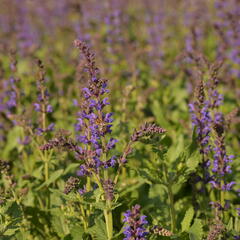 Šalvěj hajní 'Spring King Mini' - Salvia nemorosa 'Spring King Mini'