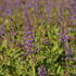 salvej-hajni-spring-king-mini.jpg