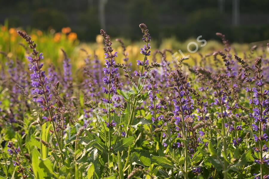 Šalvěj hajní 'Spring King Mini' - Salvia nemorosa 'Spring King Mini'
