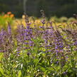 Šalvěj hajní 'Spring King Mini' - Salvia nemorosa 'Spring King Mini'