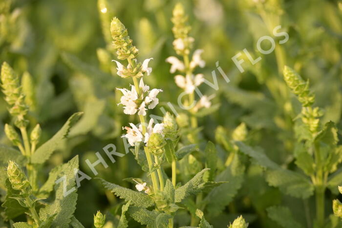 Šalvěj hajní 'Salute White' - Salvia nemorosa 'Salute White'