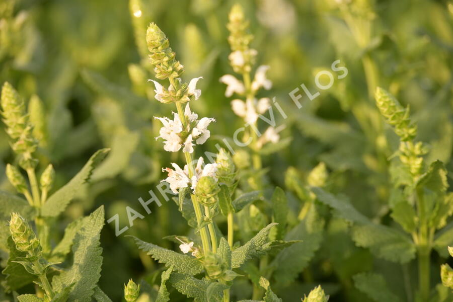 Šalvěj hajní 'Salute White' - Salvia nemorosa 'Salute White'