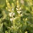 Šalvěj hajní 'Salute White' - Salvia nemorosa 'Salute White'