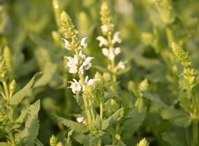 Šalvěj hajní 'Salute White' - Salvia nemorosa 'Salute White'