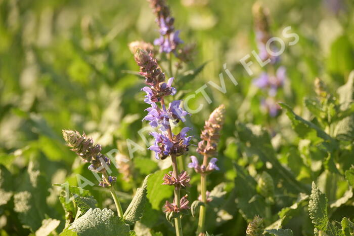 Šalvěj hajní 'Salute Ice Blue' - Salvia nemorosa 'Salute Ice Blue'