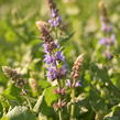 Šalvěj hajní 'Salute Ice Blue' - Salvia nemorosa 'Salute Ice Blue'