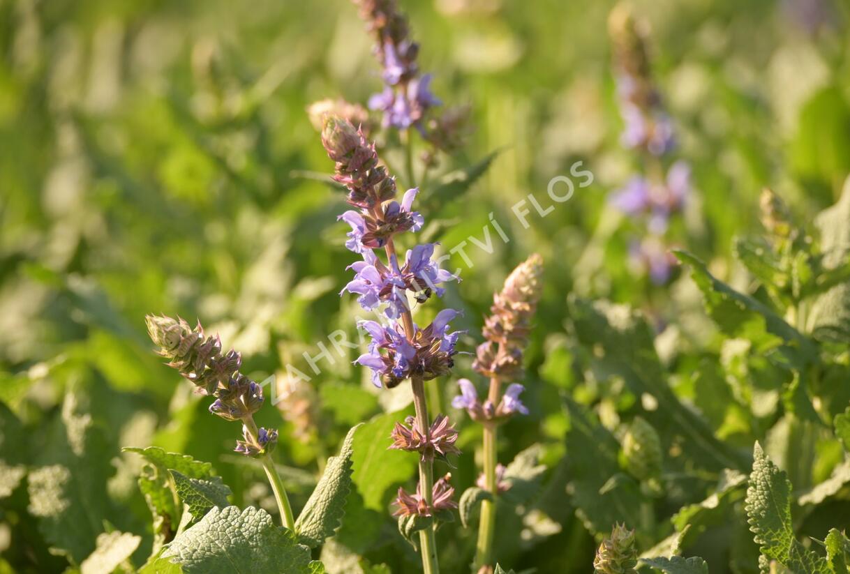 Šalvěj hajní 'Salute Ice Blue' - Salvia nemorosa 'Salute Ice Blue'