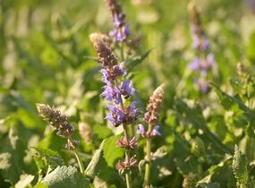 Šalvěj hajní 'Salute Ice Blue' - Salvia nemorosa 'Salute Ice Blue'