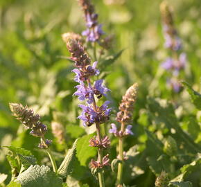 Šalvěj hajní 'Salute Ice Blue' - Salvia nemorosa 'Salute Ice Blue'