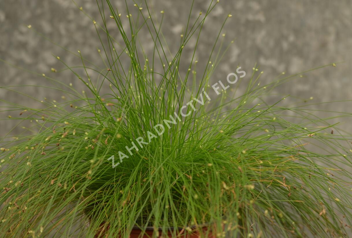 Bezostenka svěšená 'Rigatoni' - Isolepis cernua 'Rigatoni'