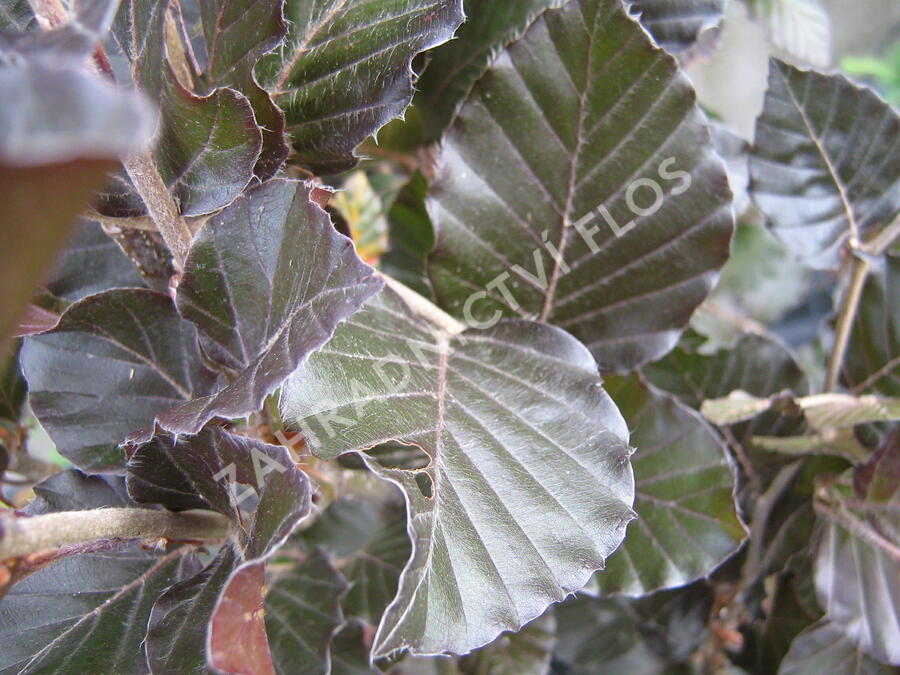 Buk lesní 'Dawyck Purple' - Fagus sylvatica 'Dawyck Purple'