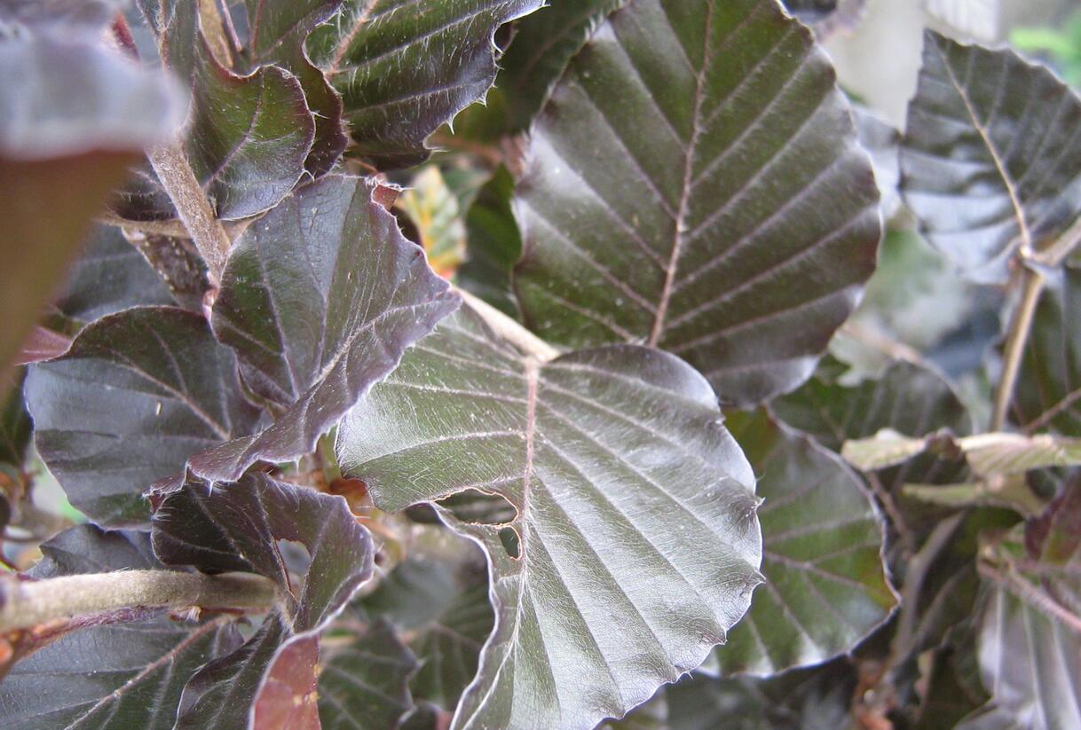 Buk lesní 'Dawyck Purple' - Fagus sylvatica 'Dawyck Purple'