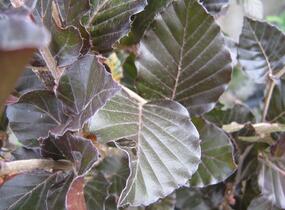 Buk lesní 'Dawyck Purple' - Fagus sylvatica 'Dawyck Purple'