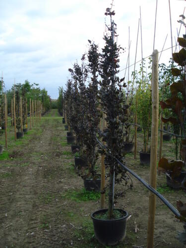 Buk lesní 'Dawyck Purple' - Fagus sylvatica 'Dawyck Purple'