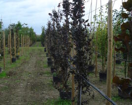 Buk lesní 'Dawyck Purple'