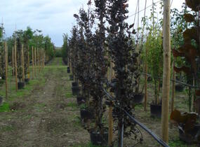 Buk lesní 'Dawyck Purple' - Fagus sylvatica 'Dawyck Purple'