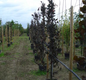 Buk lesní 'Dawyck Purple' - Fagus sylvatica 'Dawyck Purple'