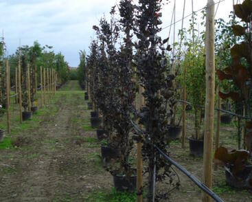 Buk lesní 'Dawyck Purple'