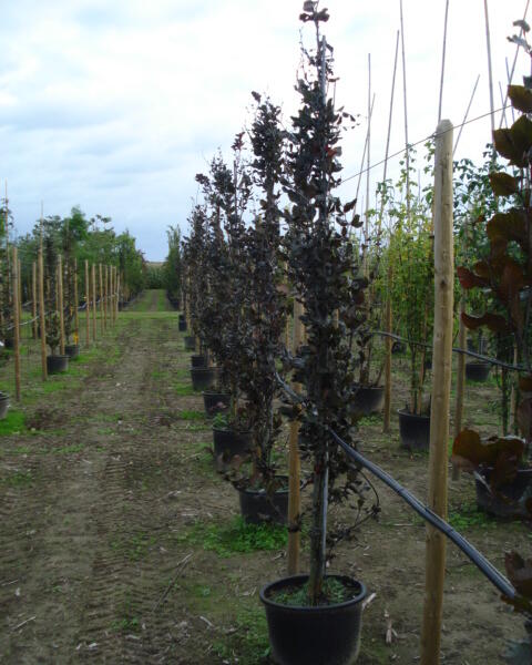 Buk lesní 'Dawyck Purple' - Fagus sylvatica 'Dawyck Purple'