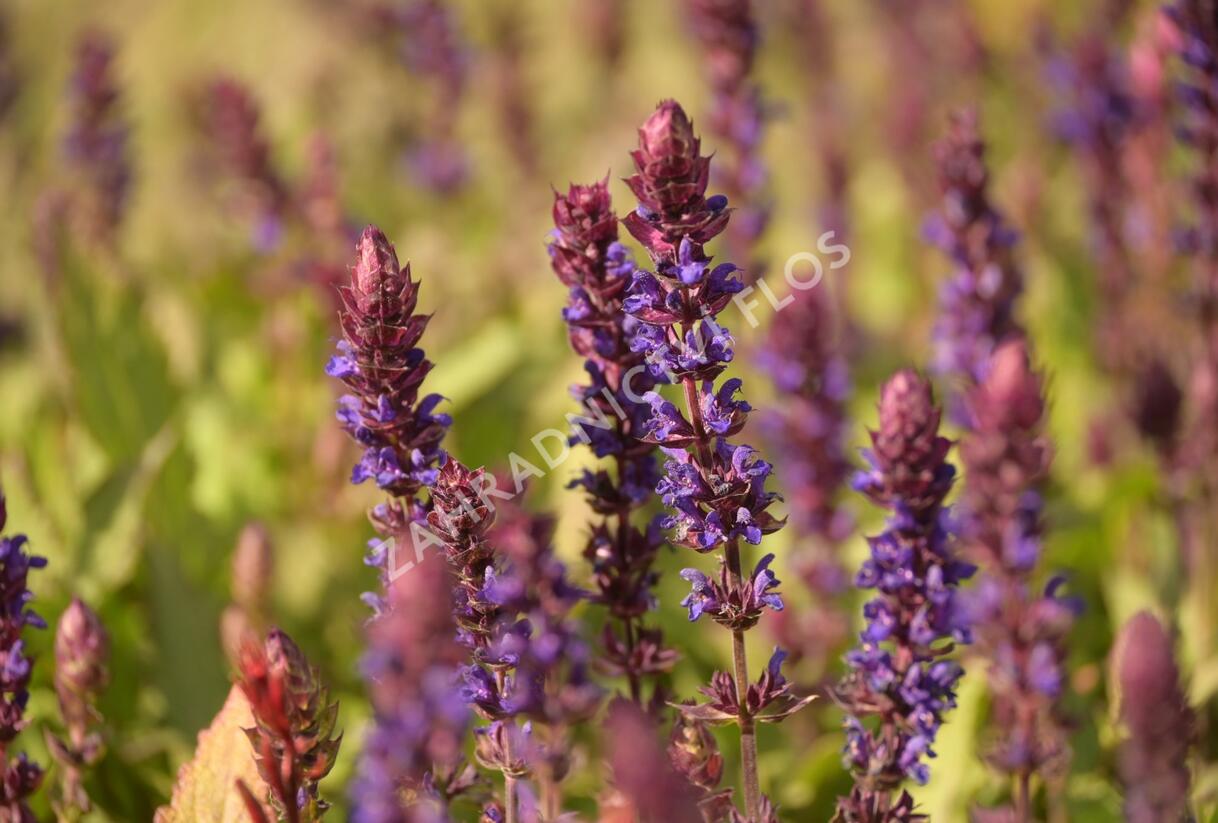 Šalvěj nádherná 'Salvatore' - Salvia superba 'Salvatore'