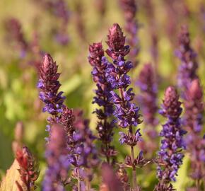 Šalvěj nádherná 'Salvatore' - Salvia superba 'Salvatore'
