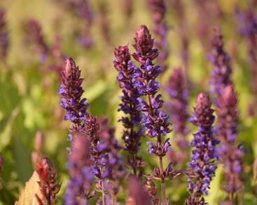 Šalvěj nádherná 'Salvatore'