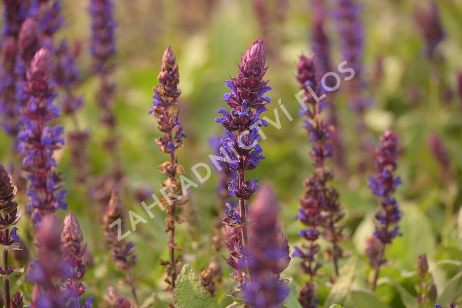 Šalvěj nádherná 'Salvatore' - Salvia superba 'Salvatore'