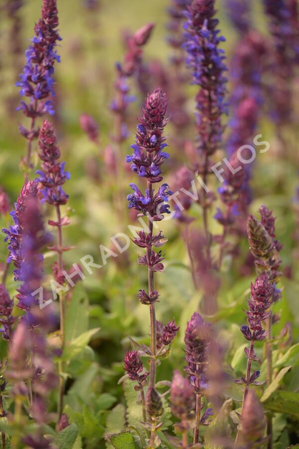 Šalvěj nádherná 'Salvatore' - Salvia superba 'Salvatore'