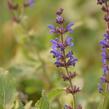 Šalvěj hajní 'Spring King' - Salvia nemorosa 'Spring King'
