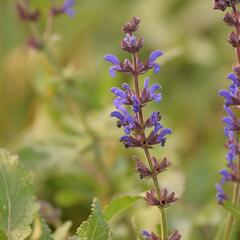 Šalvěj hajní 'Spring King' - Salvia nemorosa 'Spring King'