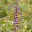 Šalvěj hajní 'Spring King' - Salvia nemorosa 'Spring King'