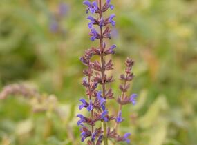 Šalvěj hajní 'Spring King' - Salvia nemorosa 'Spring King'