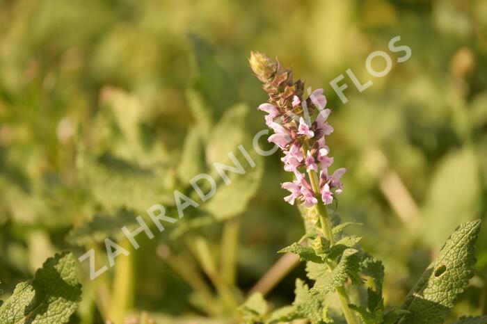 Šalvěj hajní 'Salute Light Pink' - Salvia nemorosa 'Salute Light Pink'