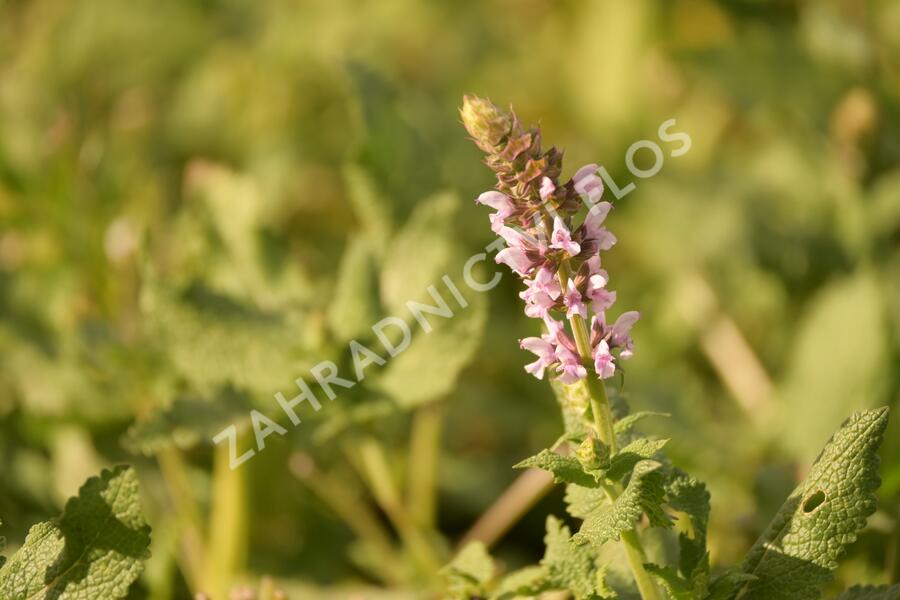 Šalvěj hajní 'Salute Light Pink' - Salvia nemorosa 'Salute Light Pink'