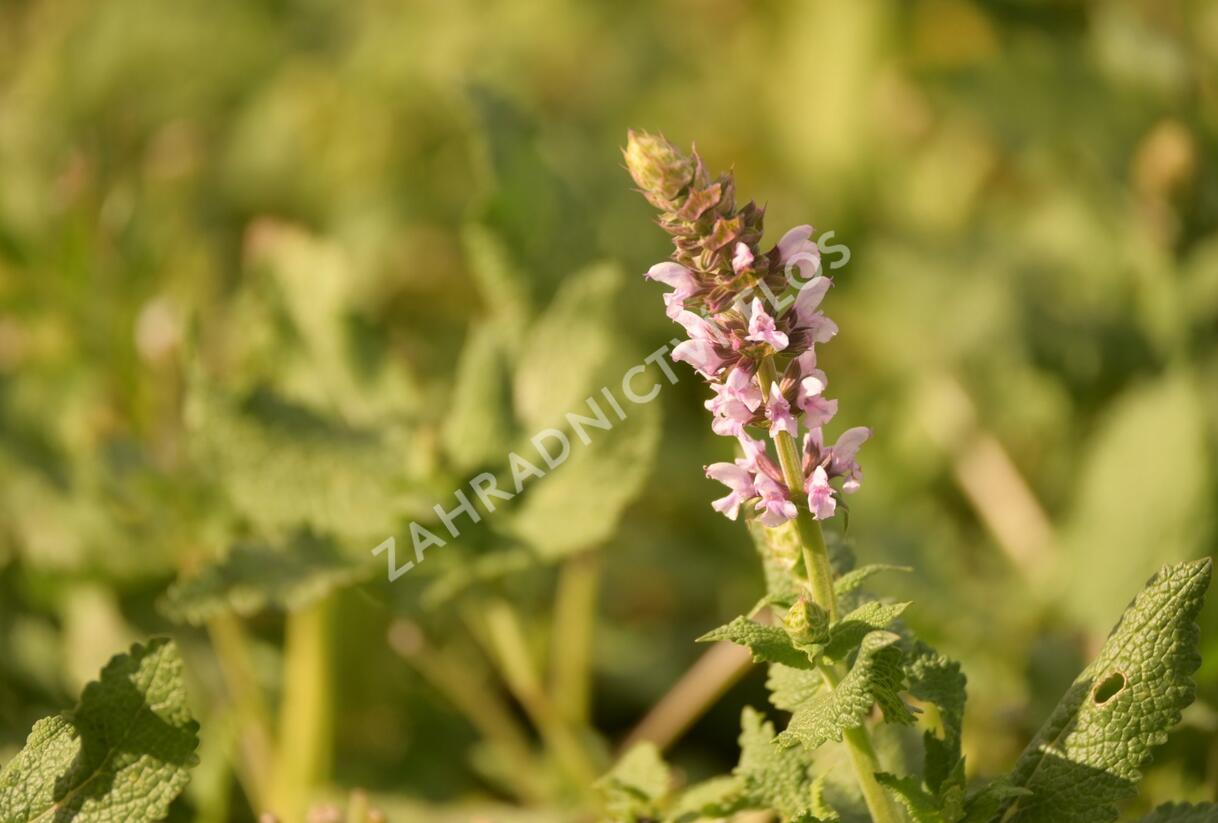 Šalvěj hajní 'Salute Light Pink' - Salvia nemorosa 'Salute Light Pink'
