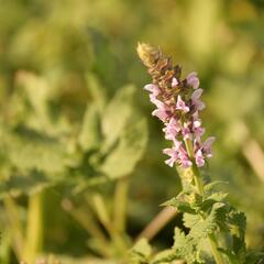 Šalvěj hajní 'Salute Light Pink' - Salvia nemorosa 'Salute Light Pink'