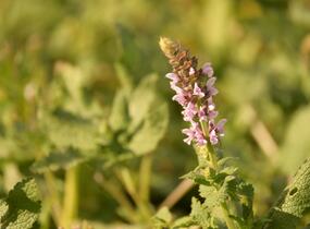 Šalvěj hajní 'Salute Light Pink' - Salvia nemorosa 'Salute Light Pink'