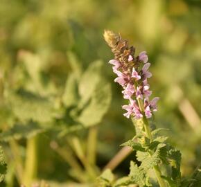 Šalvěj hajní 'Salute Light Pink' - Salvia nemorosa 'Salute Light Pink'