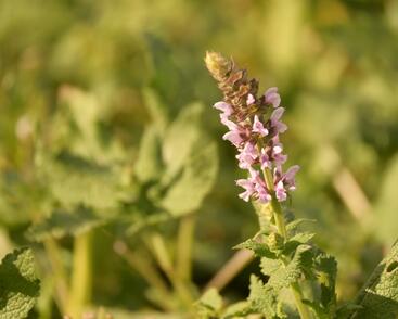 Šalvěj hajní 'Salute Light Pink'