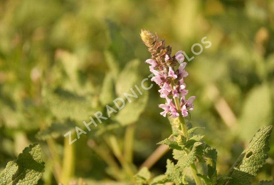 Šalvěj hajní 'Salute Light Pink' - Salvia nemorosa 'Salute Light Pink'
