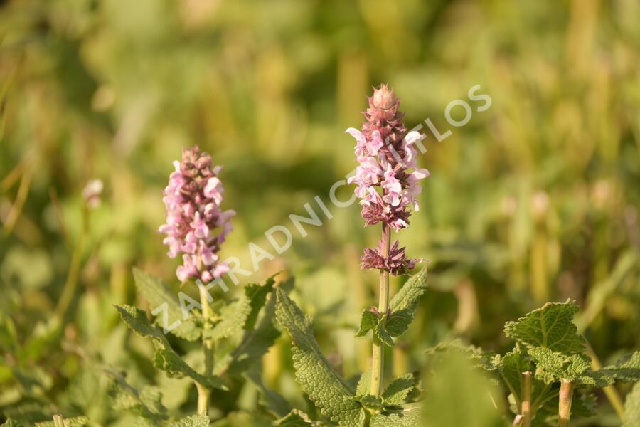 Šalvěj hajní 'Salute Light Pink' - Salvia nemorosa 'Salute Light Pink'