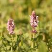 Šalvěj hajní 'Salute Light Pink' - Salvia nemorosa 'Salute Light Pink'